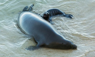 Video Q&A: How Monk Seals On A Honolulu Beach Are Being Protected