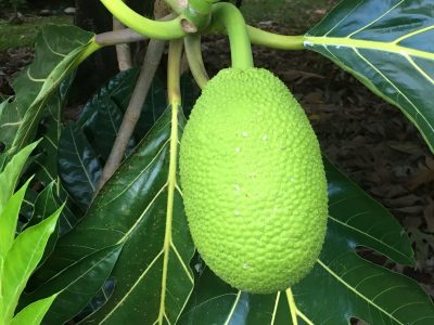 Tad Bartimus: Why Breadfruit Belongs On Our Tables
