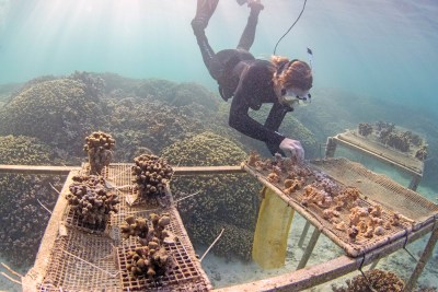$1 Million Grant Keeps ‘Super Coral’ Research Alive