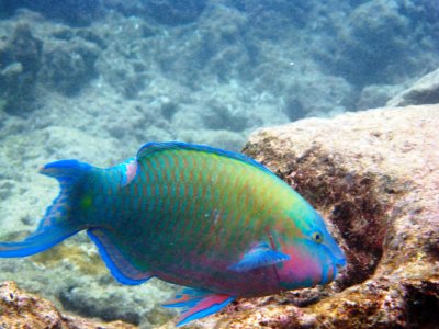 Another Growing Threat To Hawaii’s Coral Reefs: Invasive Algae