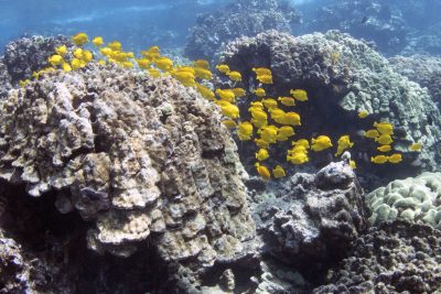 How To Avoid Skin Cancer Without Harming Marine Species