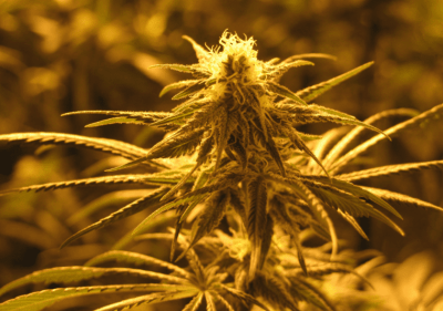 Time For Defiance Of Jeff Sessions’ Renewed War On Pot