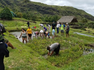 Taro Patches Are Classrooms For These Nanakuli Students