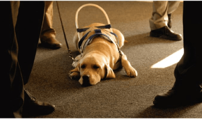 Bill Allows Fines For Those Who Falsely Claim To Have Service Animals