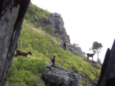 Goat Hunters Say State’s Aerial Shooting Threatens A Traditional Food Source