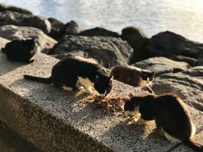 ‘Elvis Would Be Totally Against That’: Feral Cat Battle Reaches Fever Pitch