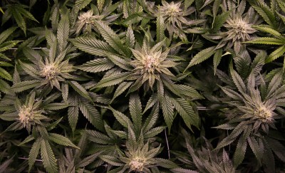 US House Panel Passes Marijuana Decriminalization Bill