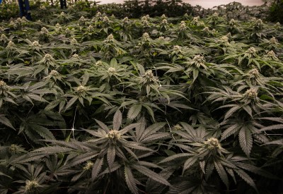 Almost Half The Senate Signs On To Bill To Legalize Recreational Marijuana