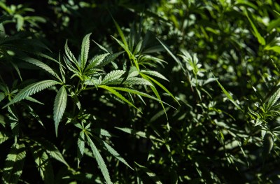 Bill To Legalize Weed Set For Vote In Hawaii Senate