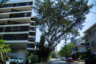 Community Outcry Saves A Banyan Tree