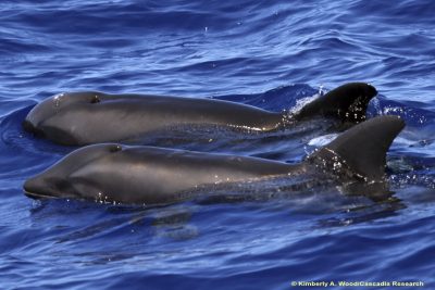 Dolphin-Whale Hybrid Spotted Off Coast Of Kauai