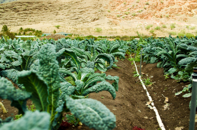 Food Self-Sufficiency Doesn’t Have To Damage Environment