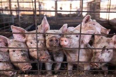 Hawaiʻi Wants To Bring Home The Bacon Again — Literally
