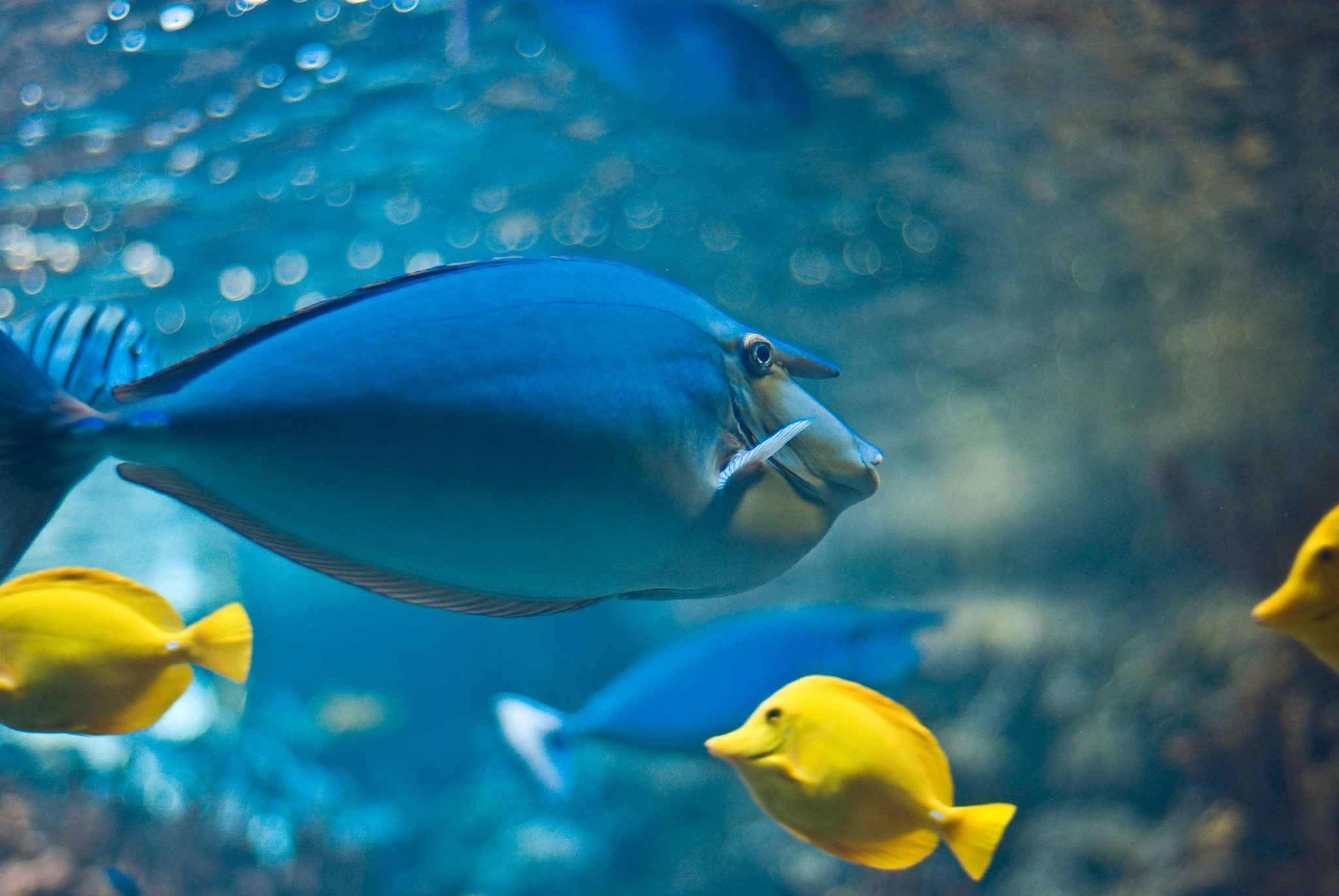 Ulacon Fish Maui County Loses Again In Federal Court Over Pollution Discharges ...