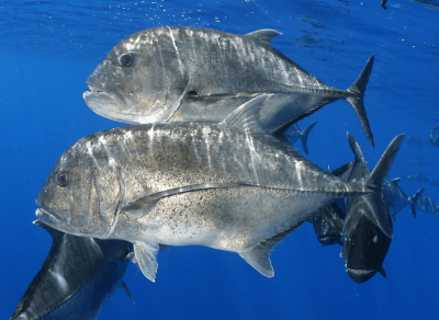 There Are Limits To The Ocean’s Bounty