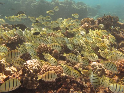 Maui Water Quality: No More Wastewater In The Ocean, Locals Say
