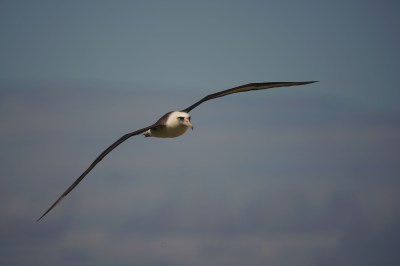 Plan To Eradicate Mice That Attack Albatrosses On Midway Delayed Another Year