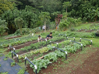 Hawaii Will Receive Another $3.5 Million For Food Security Microgrants