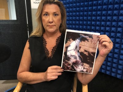 Pod Squad: Save Our Sharks