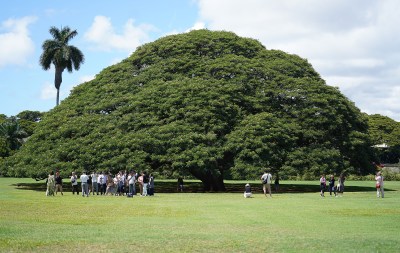 Arbor Day Is The Holiday That Really Matters