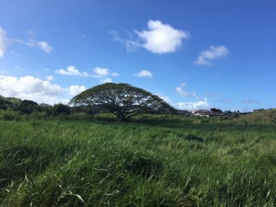 Where A Developer Sees Houses, Enchanted Lake Residents See A Wetland To Protect