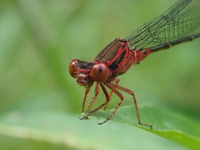 With New Lawsuit, Advocates Prod Feds To Protect Hawaii Endangered Species