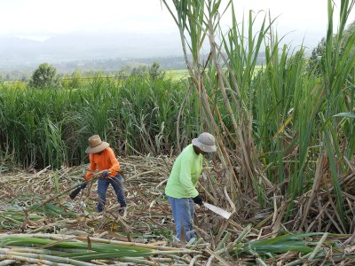SLIDESHOW: Where Producing Rum Is A Farm-To-Bottle Operation