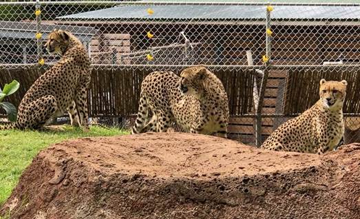 Honolulu Zoo Welcomes South African Cheetahs - Honolulu Civil Beat