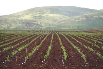 Seed Industry Is Shrinking Dramatically But It Still Grows Hawaii’s No. 1 Crop