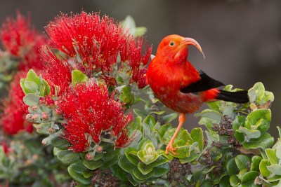 Feds Ramp Up Efforts To Save Hawaii’s Endangered Forest Birds In A Race Against Time