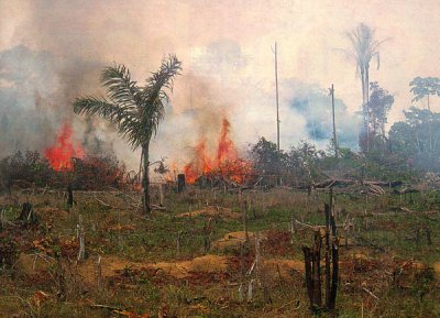 Statistic Of The Decade: The Massive Deforestation Of The Amazon