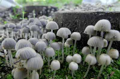 Bill: Let’s Study The Benefits Of Magic Mushrooms