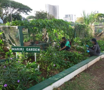 Maria Pena (left) and Cory Edano (right) pull weeds from a plant bed of the Makiki Community Garden in Honolulu, HI, February, 15, 2020.  The two Makiki residents started  gardening here two years ago. Each person recieves a small plot of their own to cultivate and participates twice a year to maintain the common gaden areas as well.  (Civil Beat photo Ronen Zilberman)
