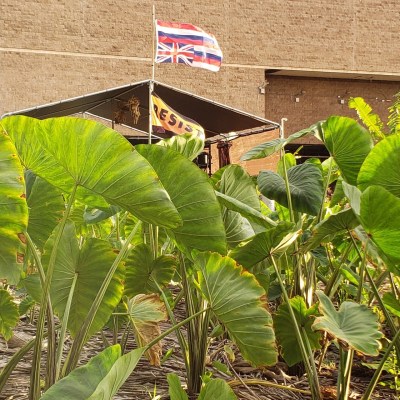 The Benefits Of Ancestral Hawaiian Foods Go Far Beyond Health
