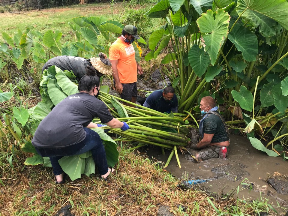Volunteers harvest 1-year-old taro from the Lo'i Kalo Mini Park in Kalihi. Taro advocate and land steward, Robert Silva, organizes these "mud taropy" sessions on the first Saturday of each month. All volunteers are welcome. 