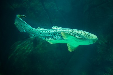 Please Help Save The Waikiki Aquarium