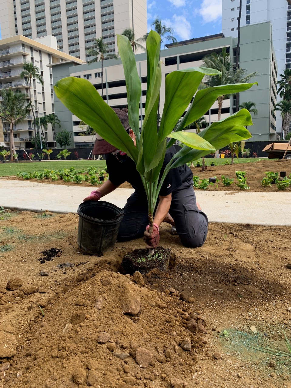 The Rotary Club and local dignitaries planted a variety of greenery at Honolulu's Centennial Park. (Photo: Courtesy Council member Kym Pine)