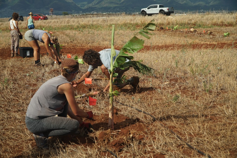 Mahi Pono planted 300 native ulu and milo along with 30 mai‘a (banana trees) in recognition of the 2020 Hawaii Statewide Tree Planting Day, in partnership with ReTree Hawai‘i