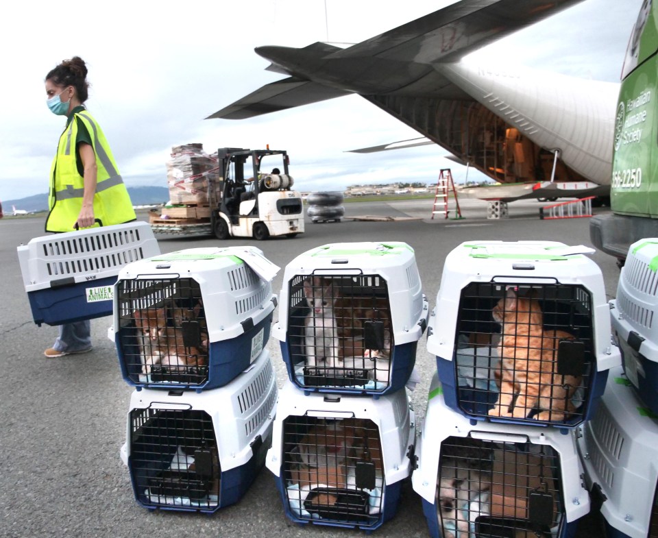 Cats from the Hawaiian Humane Society of Oahu, wait patiently to be loaded onto the waiting Hercules C-130 airplane Wednesday, October 28, 2020. Over 600 healthy and loving pets are being flown from overcrowded pet shelters on five islands across the state  to shelters in Washington state, Oregon, Idaho, and Montana where they’ll be quickly adopted into new forever homes. (Ronen Zilberman photo Civil Beat)
