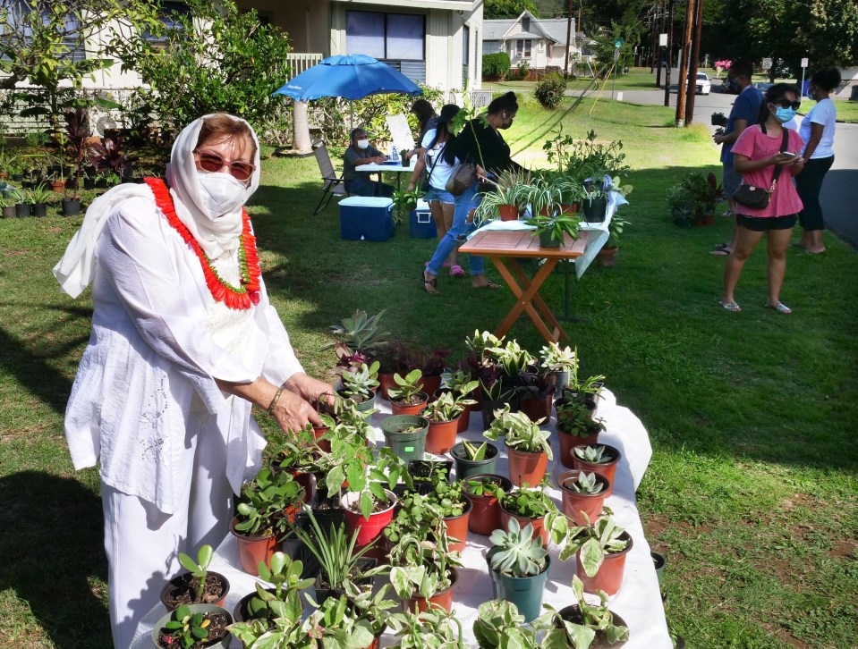 Mehri Pourjalali arranges potted plants on a table to give out to anyone willing to make a $2.00 donation to the Hawai'i Foodbank in Manoa Valley, on Saturday, November 14, 2020.  Mehri and her family coordinated what became a neighborhood effort to spread some good on the island. (Ronen Zilberman photo Civil Beat)