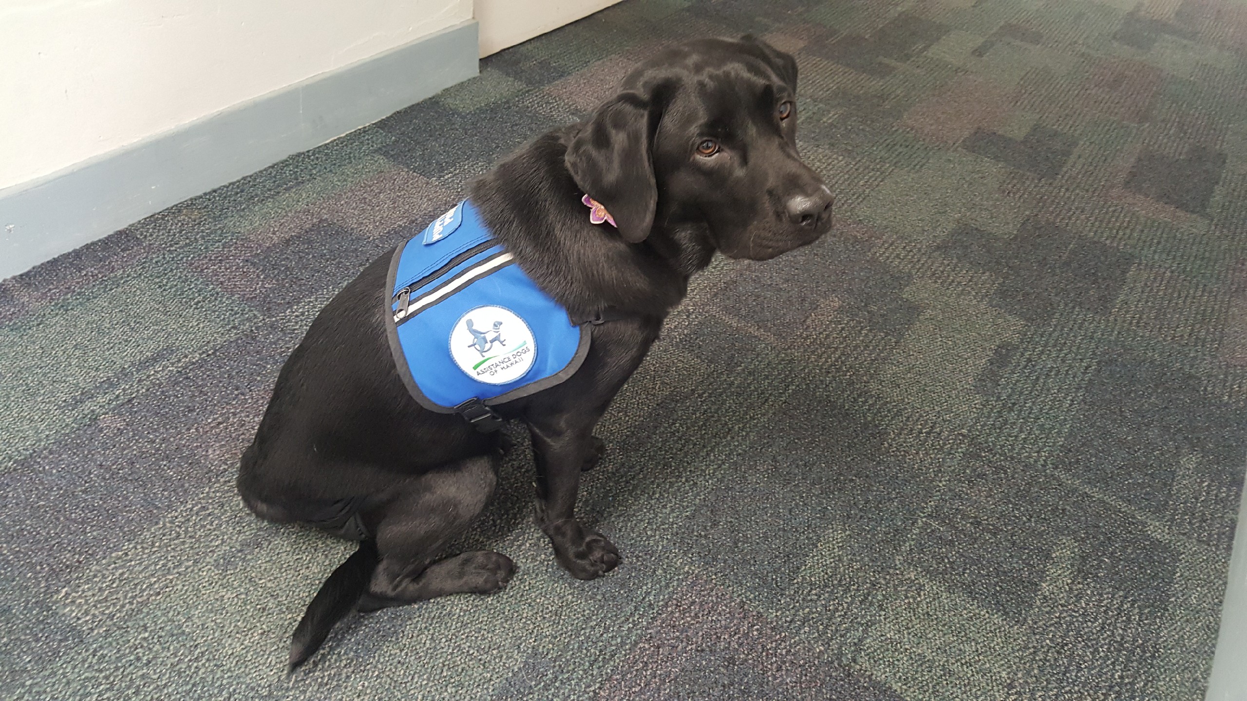 How Maui Dogs Are Learning How To Sniff Out Coronavirus Infections