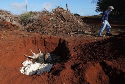 Molokai’s Fabled Axis Deer Are Starving To Death In Droves