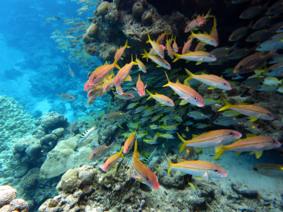 Let’s Honor Our Pacific Marine Monuments By Building On Their Legacy