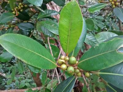 This UH Researcher Is Studying An Unusual Invasive Species — Figs