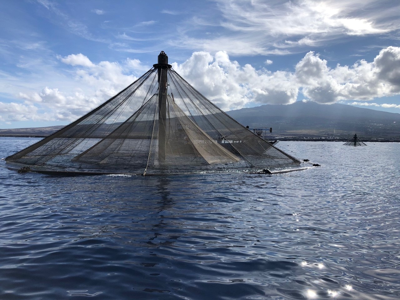 Hawaii’s Aquaculture Industry Is Set To Boom But It Needs State Help