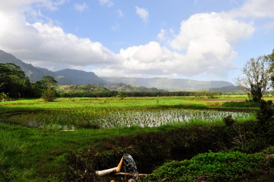 ‘Forever Chemicals’ Have Been Found In Hawaii’s Environment. Now What? 