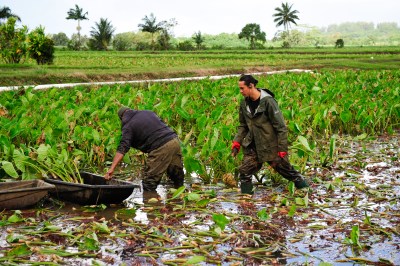 Voting Opens For Kauai Food Access Plan Targets