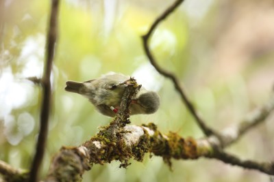 Bird Rescuers ‘Desperately’ Seek Kauai Honeycreepers As The Species Faces Extinction