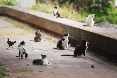 Cats, Birds And The Path Forward: A Response And An Invitation