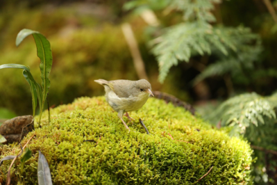 Scientists Are Running Out Of Time To Save This Critically Endangered Kauai Bird